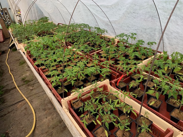 plants de tomates bio