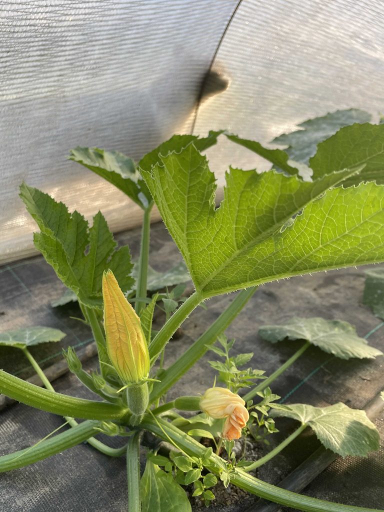 courgette bio